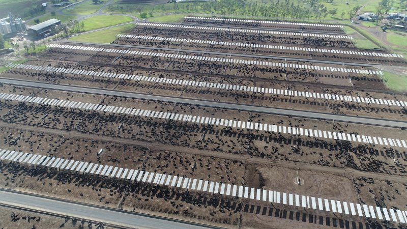 Drone flyover of cattle feedlot