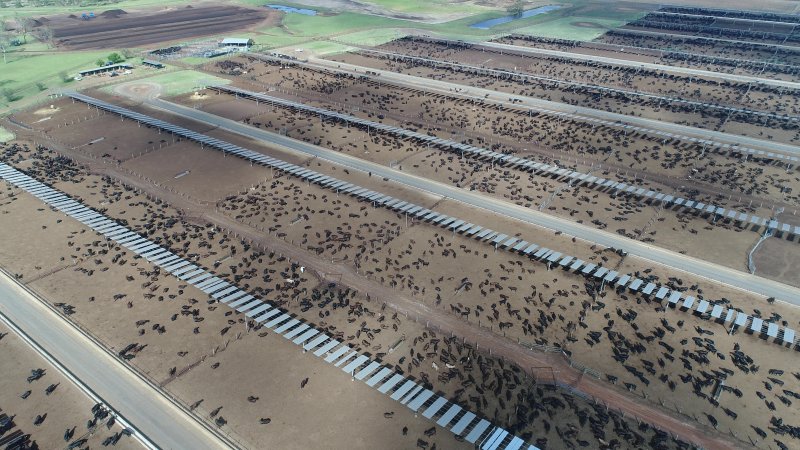 Drone flyover of cattle feedlot