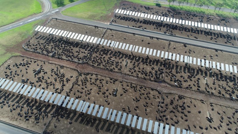 Drone flyover of cattle feedlot