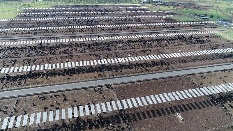 Drone flyover of cattle feedlot