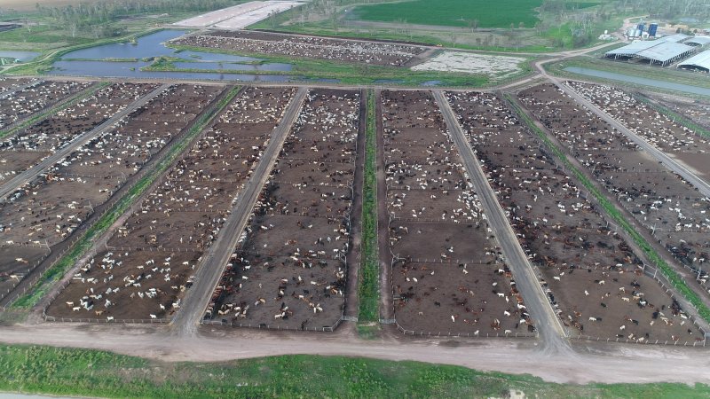 Drone flyover of cattle feedlot