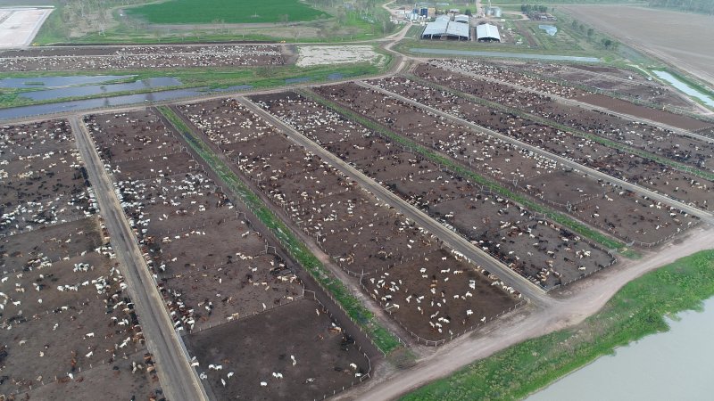 Drone flyover of cattle feedlot