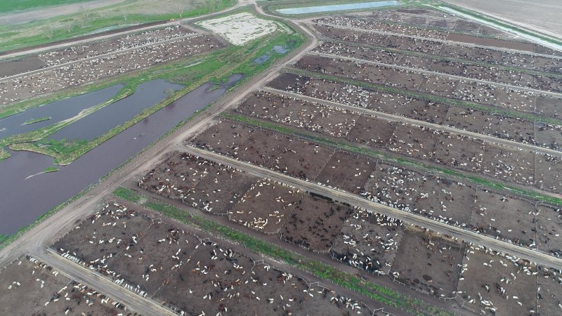 Drone flyover of cattle feedlot