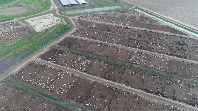 Drone flyover of cattle feedlot