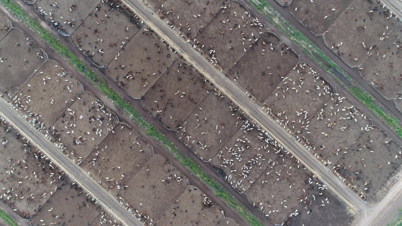 Drone flyover of cattle feedlot