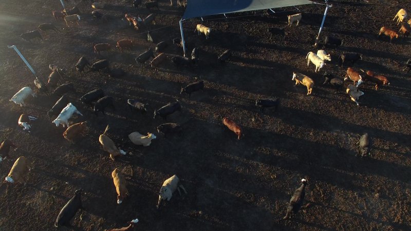 Drone flyover of cattle feedlot