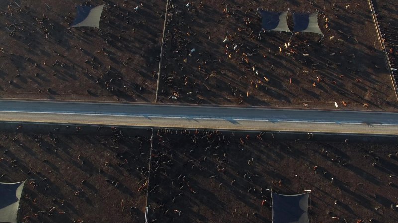 Drone flyover of cattle feedlot