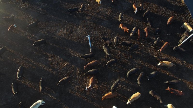 Drone flyover of cattle feedlot