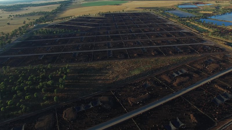 Drone flyover of cattle feedlot