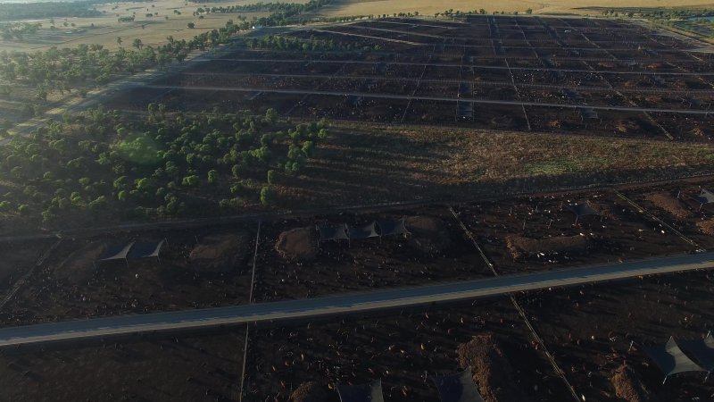 Drone flyover of cattle feedlot