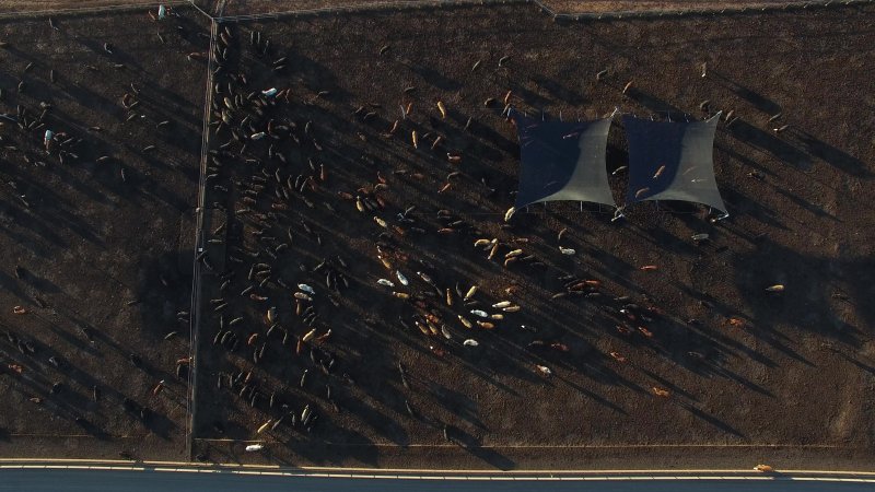 Drone flyover of cattle feedlot