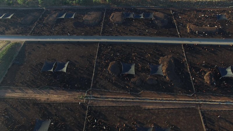 Drone flyover of cattle feedlot