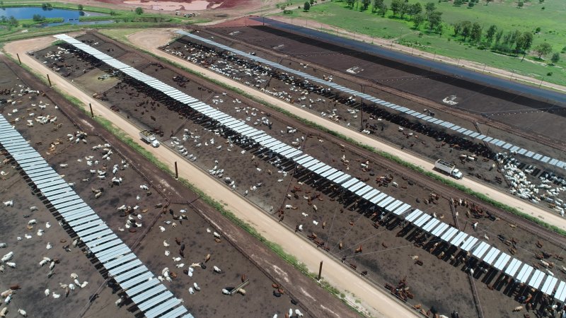 Drone flyover of cattle feedlot