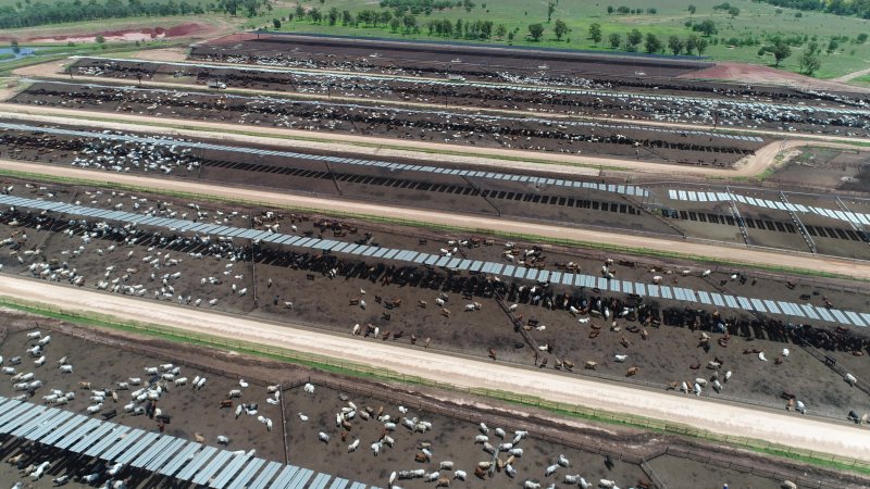 Drone flyover of cattle feedlot