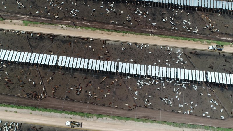 Drone flyover of cattle feedlot