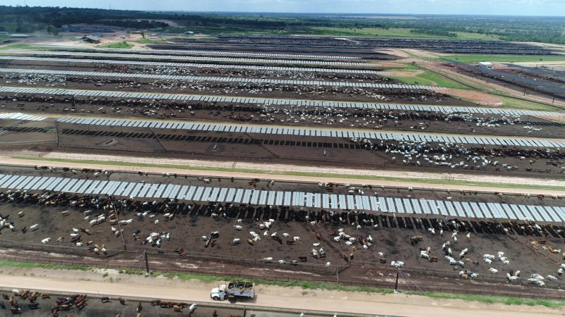 Drone flyover of cattle feedlot