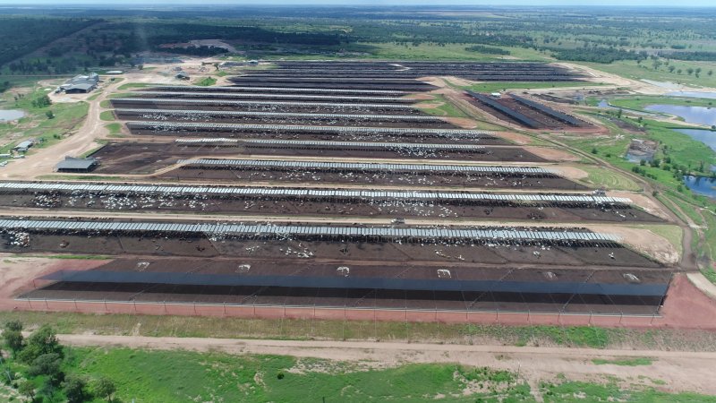 Drone flyover of cattle feedlot