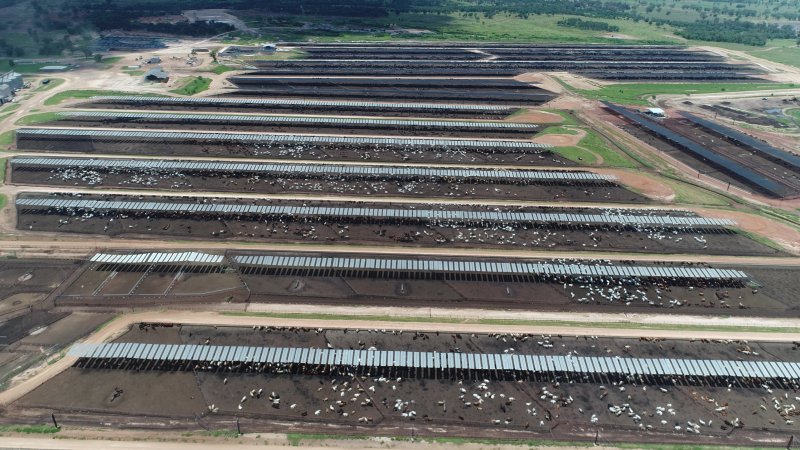 Drone flyover of cattle feedlot