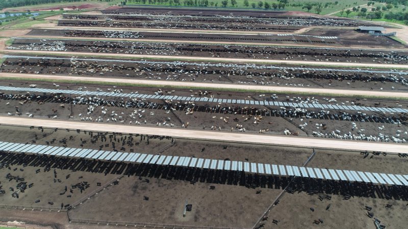 Drone flyover of cattle feedlot