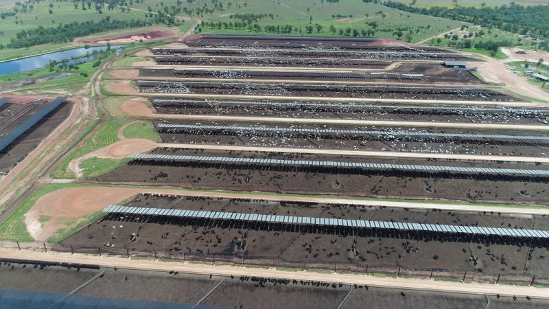 Drone flyover of cattle feedlot