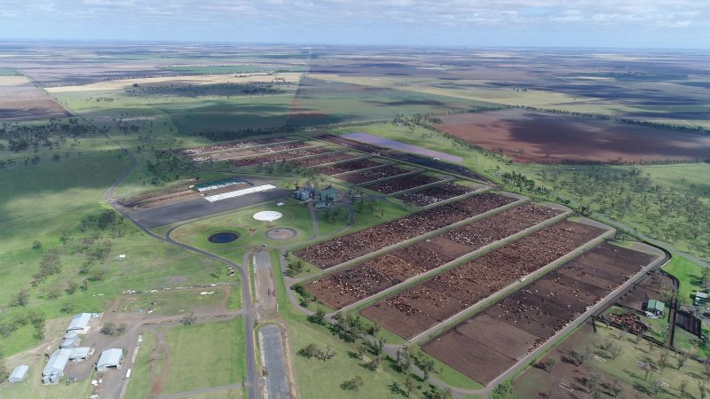 Drone flyover of cattle feedlot