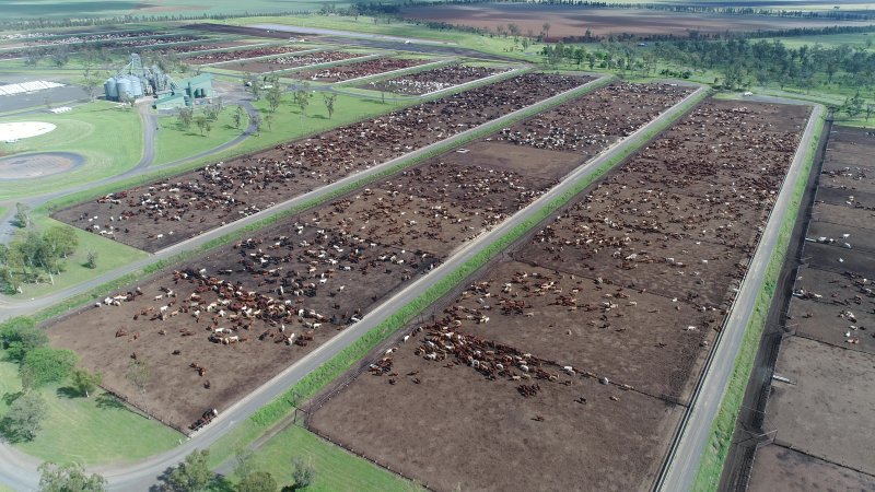 Drone flyover of cattle feedlot