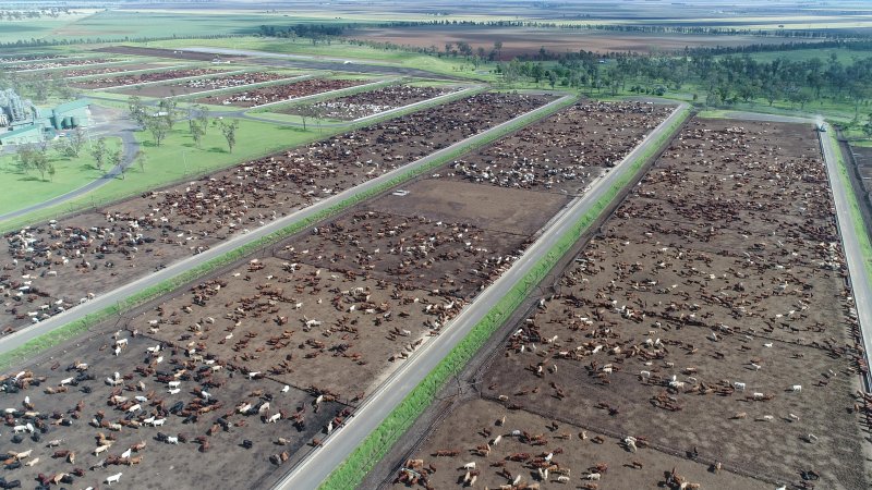 Drone flyover of cattle feedlot