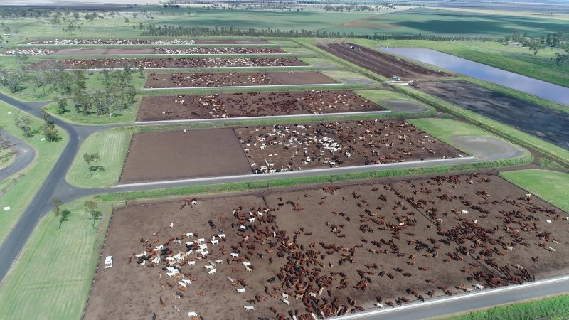 Drone flyover of cattle feedlot