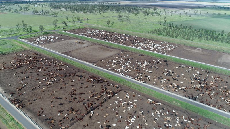 Drone flyover of cattle feedlot