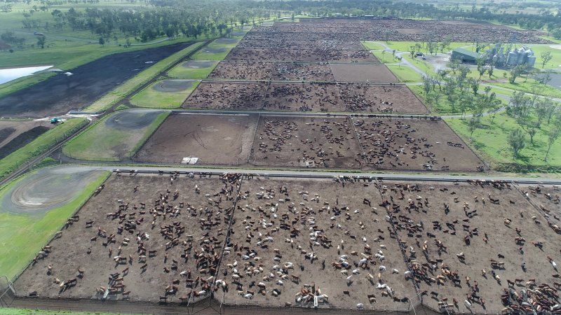 Drone flyover of cattle feedlot