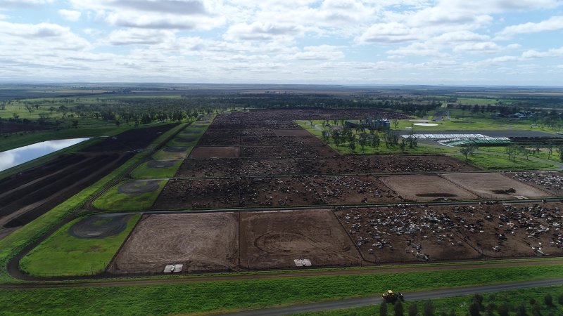 Drone flyover of cattle feedlot