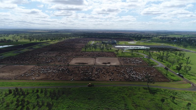 Drone flyover of cattle feedlot