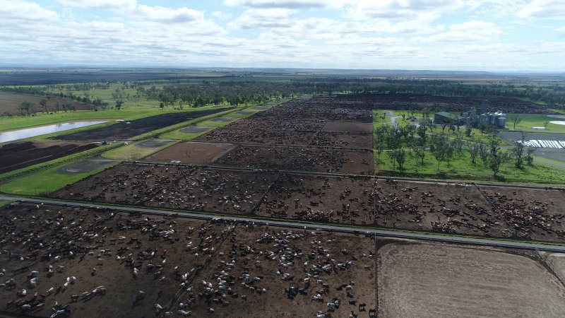 Drone flyover of cattle feedlot