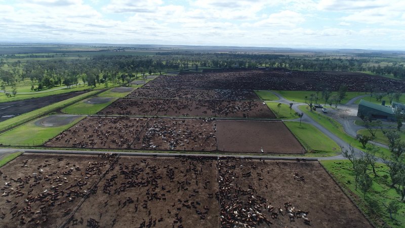 Drone flyover of cattle feedlot