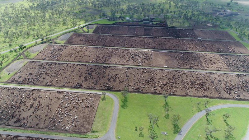 Drone flyover of cattle feedlot