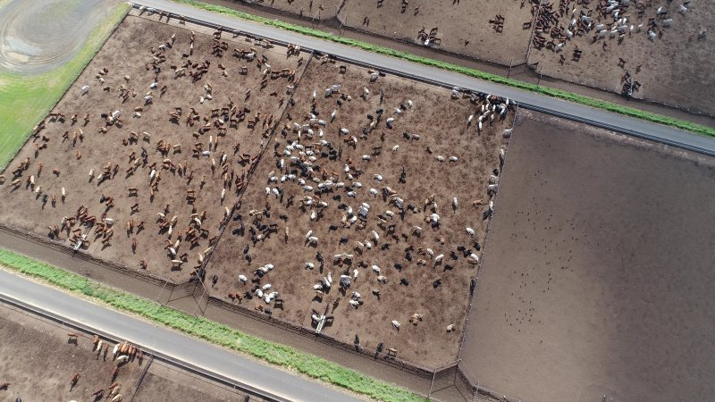 Drone flyover of cattle feedlot