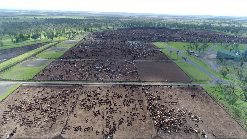 Drone flyover of cattle feedlot