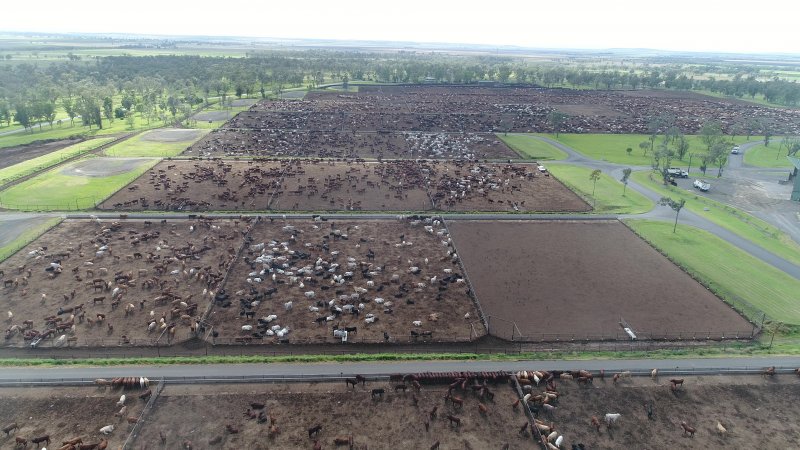 Drone flyover of cattle feedlot