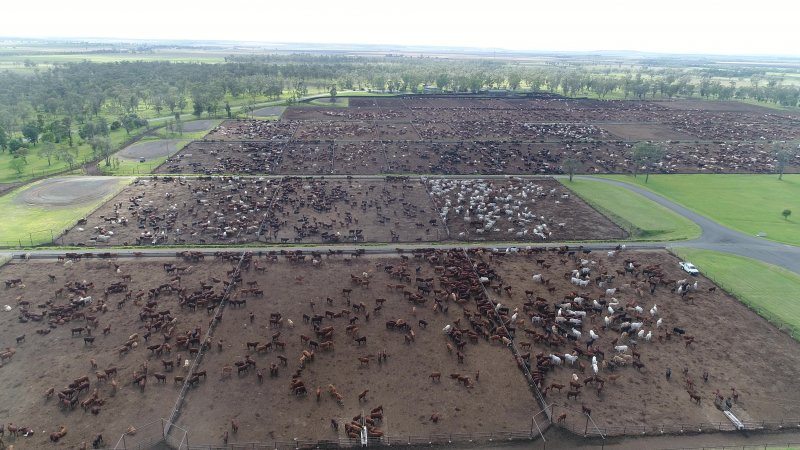 Drone flyover of cattle feedlot