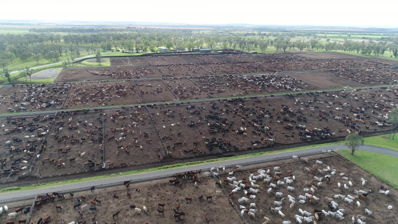 Drone flyover of cattle feedlot