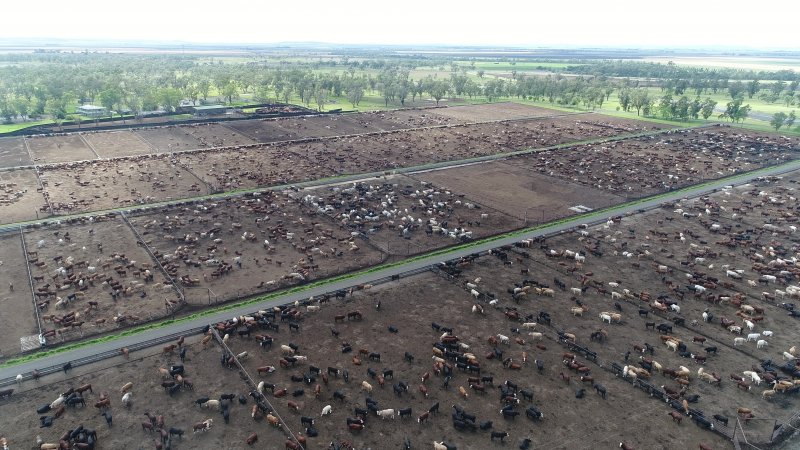 Drone flyover of cattle feedlot