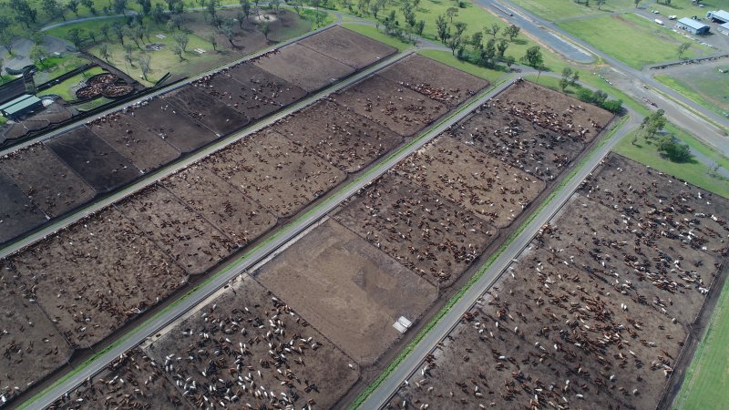 Drone flyover of cattle feedlot