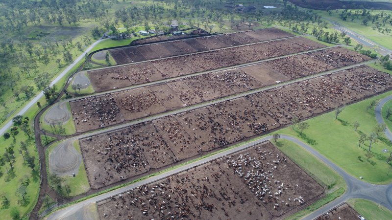 Drone flyover of cattle feedlot