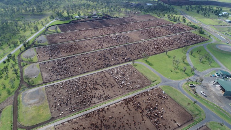 Drone flyover of cattle feedlot