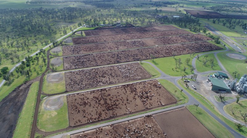 Drone flyover of cattle feedlot