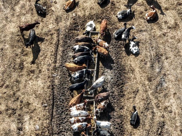 Marella Farms aerial view