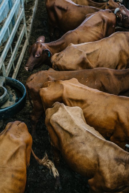 Dalby Saleyards