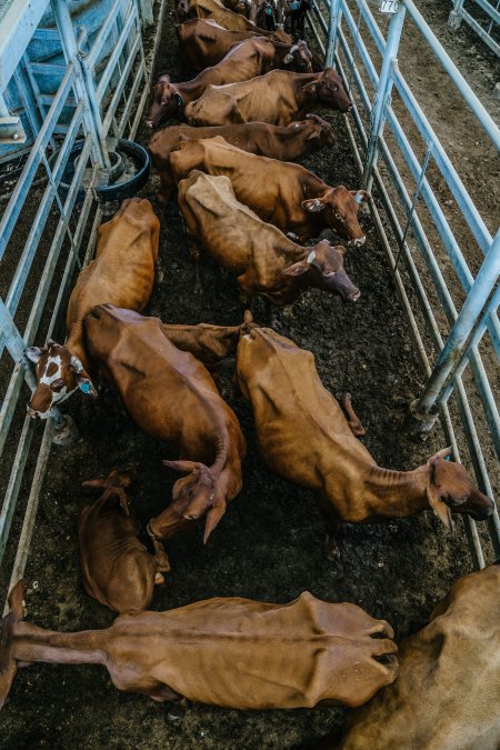 Dalby Saleyards