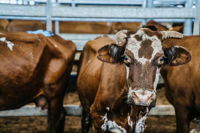 Dalby Saleyards