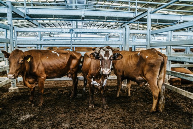 Dalby Saleyards